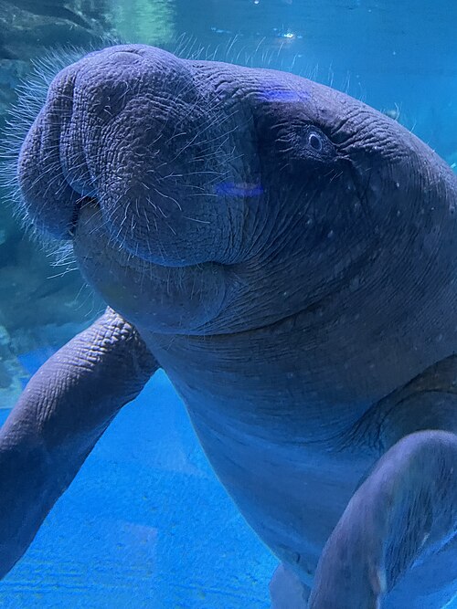 African manatee